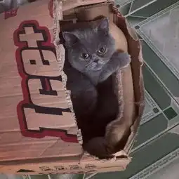 猫咪再坚持一下,铲屎官假期很快就结束了