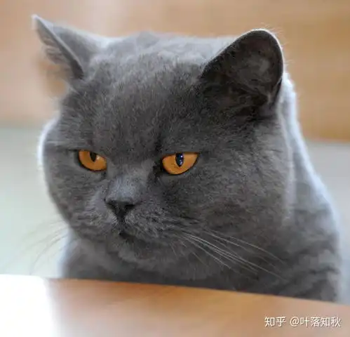 带你领略猫的世界2英国短毛猫