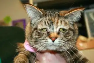 猫咪因天生表情悲伤被主人遗弃图