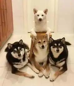 如果家里养了四只柴犬,你知道有多幸福吗