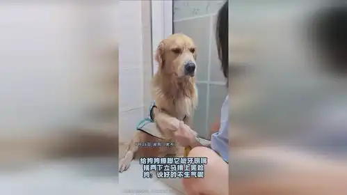 给狗狗擦脚它呲牙咧嘴,挨两下立马换上笑脸,狗说好的不生气呢