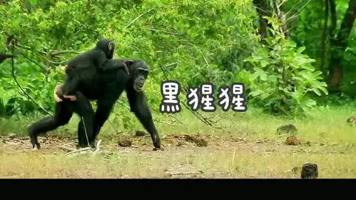 高智商低情商的黑猩猩猩猩太聪明了猩猩的迷惑行为盘点