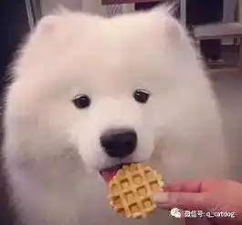 爱宠物主人,我要做只属于你一个人的微笑天使