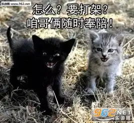社会我喵哥凶狠表情包社会我喵哥表情包下载无水印乐游网游戏下载