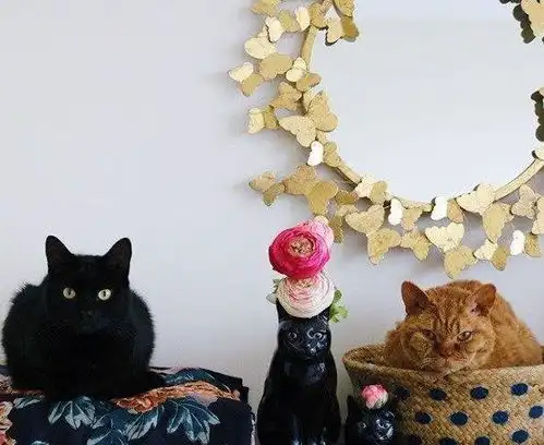 橘猫吃零食时候的表情超狂野,主人全程拍下笑翻许多网友