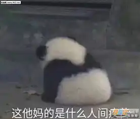 我的心上人真好看表情包这他妈的是什么人间疾苦小熊猫表情包下载乐游网游戏下载