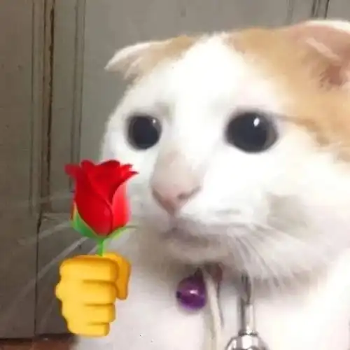 当给猫咪们都配上了手指后