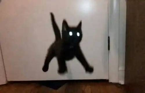 猫的姿势可以有多奇怪看完这些猫我要笑死了
