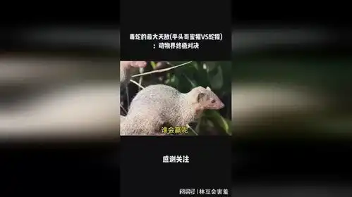 毒蛇的最大天敌平头哥蜜獾vs蛇獴动物界终极对决