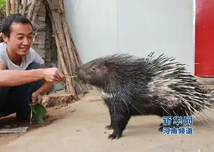 内乡80后青年返乡养豪猪幼崽送乡亲帮致富
