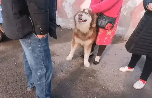 500块,阿拉斯加犬上了狗肉车,临别了大姐哭着和狗狗相拥