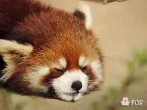 有助于睡眠的小熊猫牌表情包新鲜出炉啦