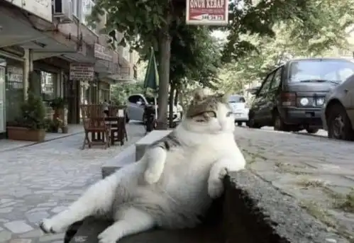 那只妖娆的土耳其猫死后,人们竟然将它