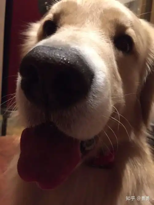 狗狗咧嘴真的是在笑吗