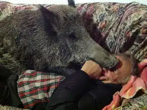 组图见过柴犬荡秋千吗这只柴犬荡秋千的表情能笑哭你