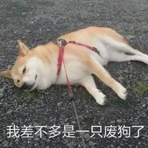 斗图表情包单身狗专场