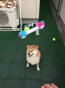 史上最笨最固执的柴犬又懒又笨圈粉7.92万