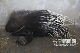 土豪猪儿在贫困村安营扎寨