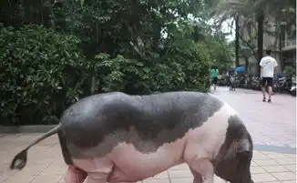 巨款买来一只宠物猪,如今长成了300斤肥猪,还会自己坐电梯回家