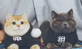 肥头大耳的猫咪受人爱,原来是这个原因
