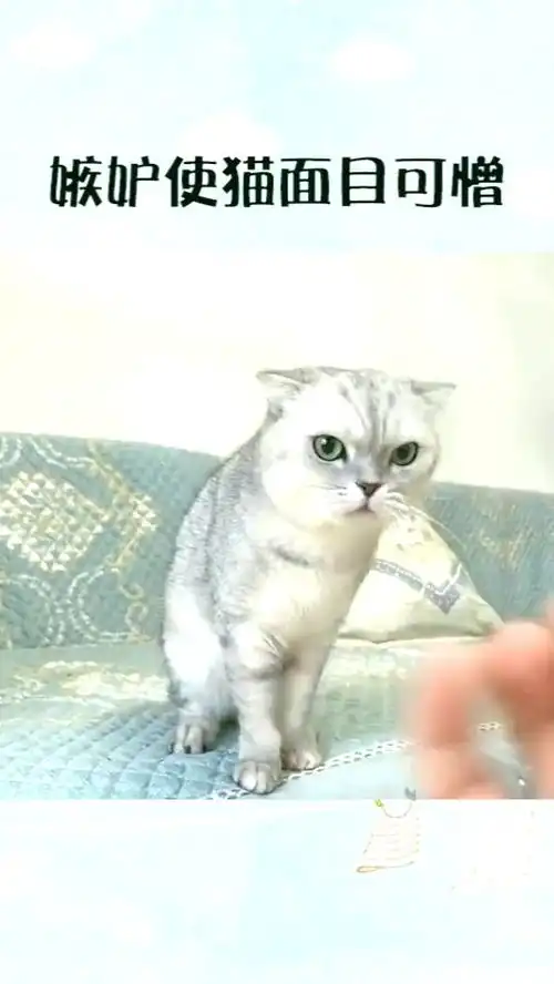 主子闻到了别的猫的气味,表情瞬间狰狞