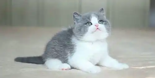 英国短毛猫应该怎么养需要注意什么事情