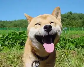 世界微笑日丨看动物们的迷人微笑哪一个萌到你