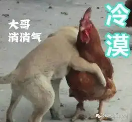 如何才能和毛孩子好好沟通这事得从训鸡说起
