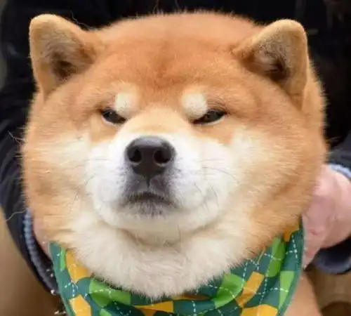 这只柴犬堪称行走的表情包,注意了,你手机里说不定也有它