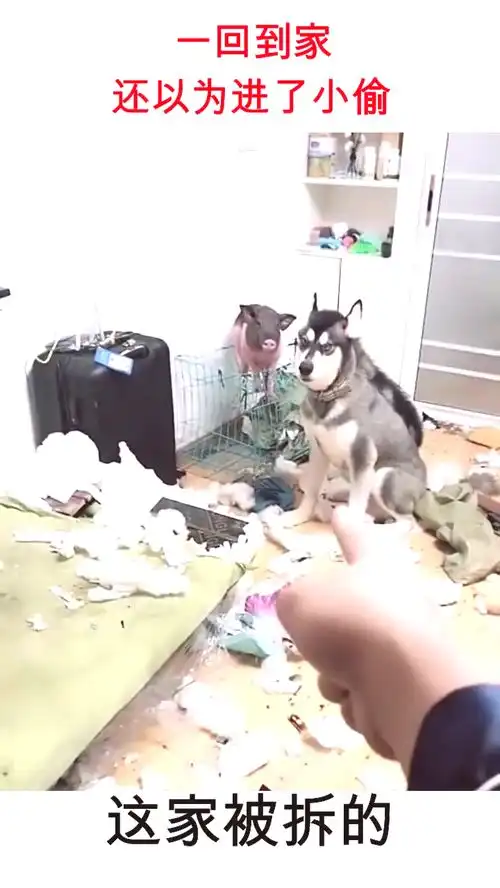 一天不拆家就浑身难受