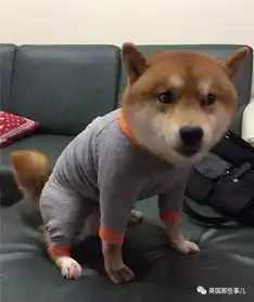 平时乖萌的汪星人一旦丑起来,各个都是高能崩坏表情包啊