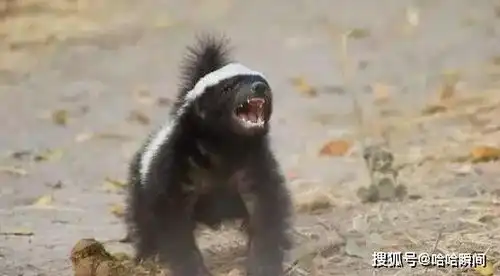蜜獾大摇大摆闯进胡狼领地,两胡狼却不敢驱赶