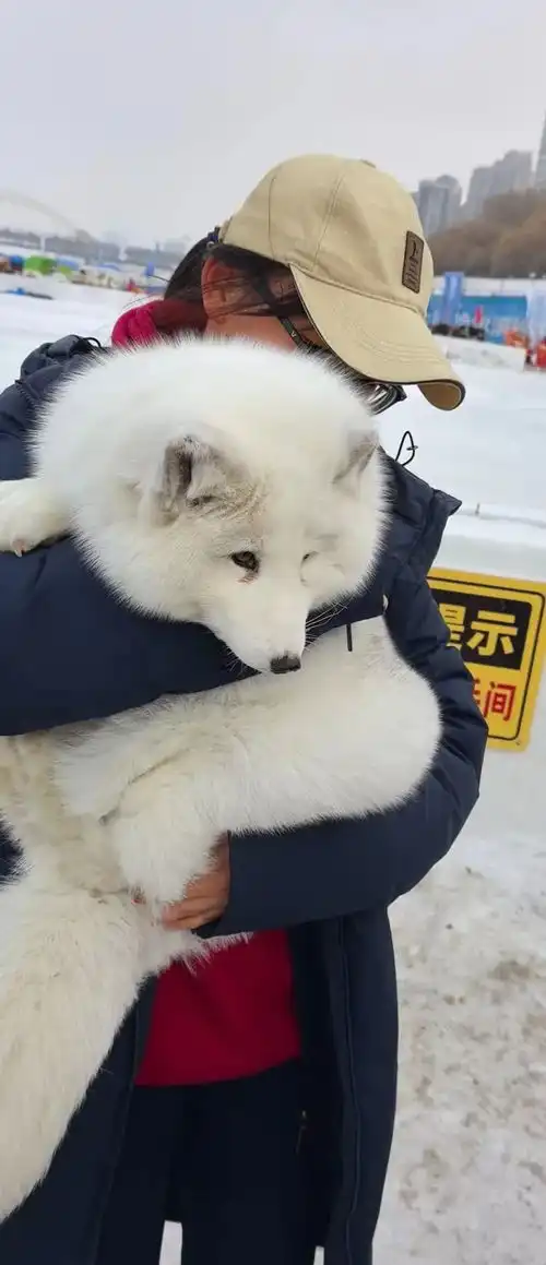 冰雪多魅力真诚更动人