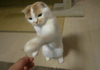 喵星人gif猫咪动态图表情包