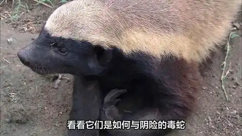蜜獾大战阴险毒蛇疯狂激烈搏斗反杀毒蛇看得人脸疼