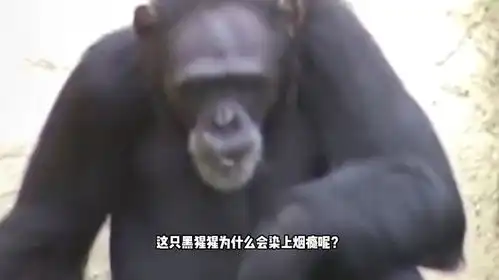 陕西黑猩猩沉迷抽烟无法自拔,烟被夺就撞门,它到底经历了什么