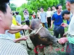 千斤黄牛不慎跌落废井主人求助消防官兵