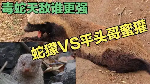 平头哥蜜獾vs蛇獴毒蛇天敌谁更强