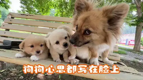 铲屎官把小奶狗都给二姨带,豆馅的心思都写在脸上,二姨我害怕