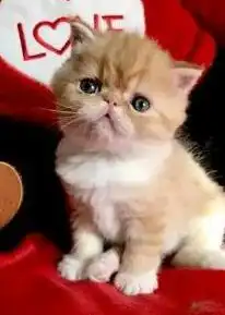 猫咪表情爱亲亲大合集,让猫奴吸的停不下来