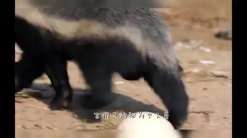 蜜獾半夜出门觅食,却不慎被豹子捕获,结果会怎样呢