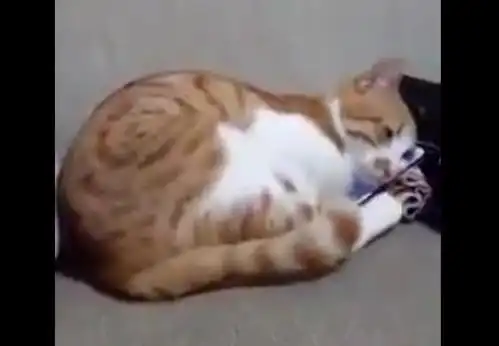 猫咪再次看到去世的女主人,难过的表情令人心疼