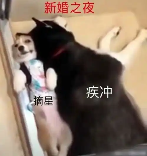 肖战营业,内涵剧中疾冲人设,做自己的拦路虎,做最二的二哈摘星