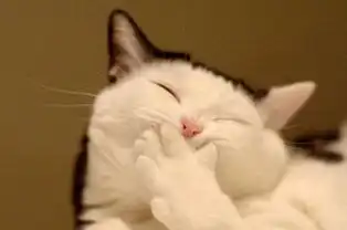 求这张猫咪捂嘴大图原图