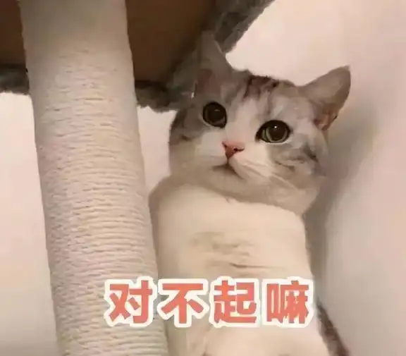 猫咪的10个小秘密,资深铲屎官都未必知道