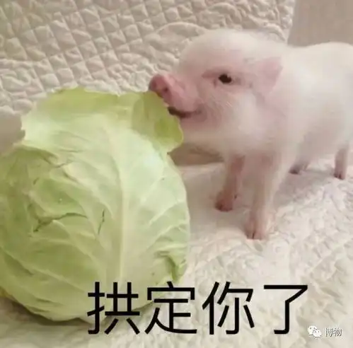 野猪频繁在城市狂奔,到底多危险