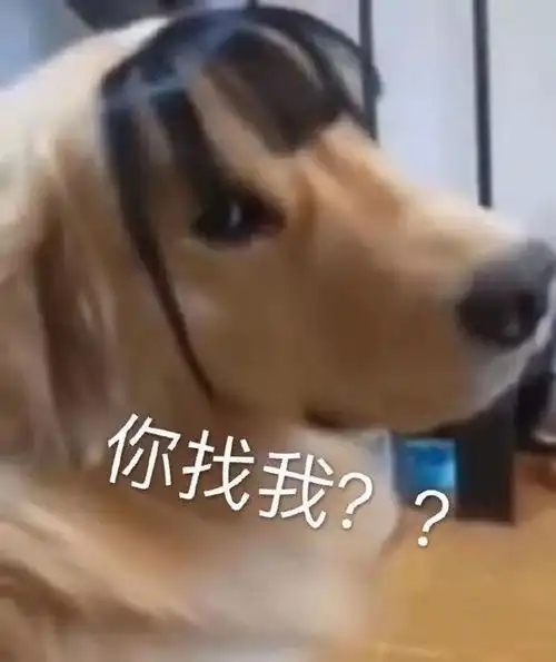 表情包你只配吃我的脚