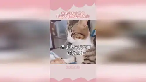猫咪也有小脾气,不给工钱还指手画脚的,一脸嫌弃这表情无敌了