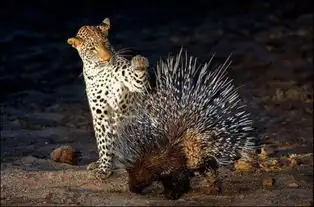 猎豹雄狮大战多刺豪猪,最终无处下嘴败阵而归