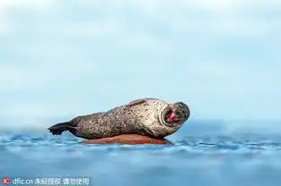 德国摄影师抓拍海豹憨笑的幸福时刻